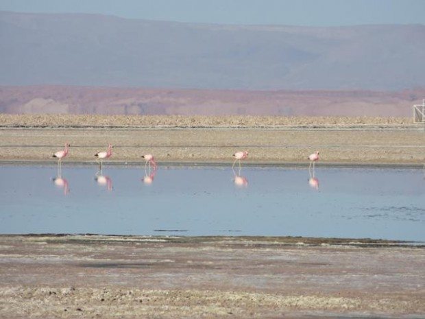 Parque Nacional dos Flamingos